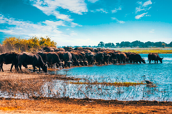 Kombinationsreise, Botswana, Namibia, Simbabwe