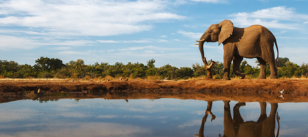 Afrika, Elefant