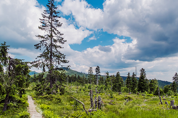 Bayerischer Wald