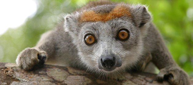 Madagaskar