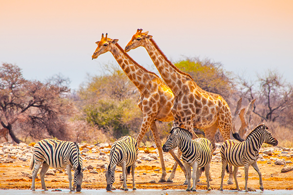 Safari
