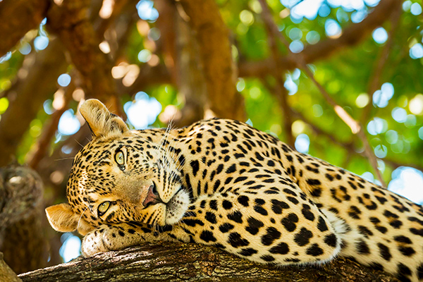 Leopard